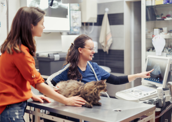 Veterinary Workforce Shortages – A Deeper Dive